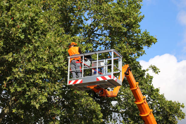 Professional Tree Services in Layhill, MD