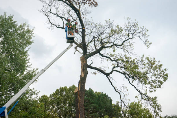 Seasonal Cleanup (Spring/Fall) in Layhill, MD